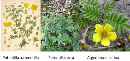 OT_Bloodroot_PotenitllaArgentinaspp