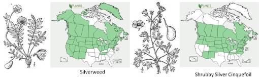 OT_Bloodroot_PotentillaArgentinaspp_2mainspp