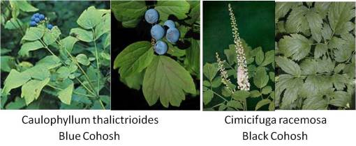 OT_BlueBlackCohoshes