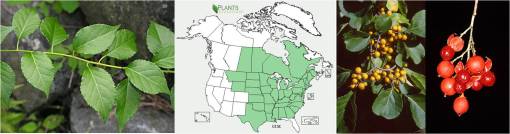 OT_celastrus-scandens