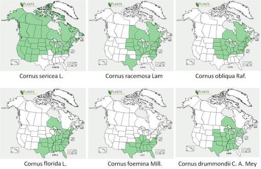 OT_Cornus_6spp