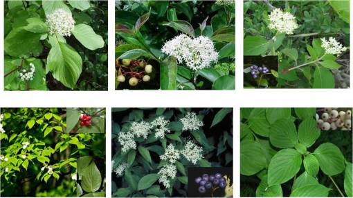 OT_Cornus_Plts_6spp