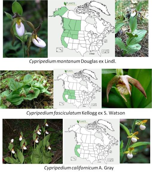 OT_Cypripedium-montanum-fasciculatum-californicum