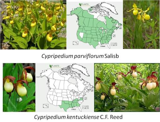 OT_Cypripedium-parviflorum-kentuckiense