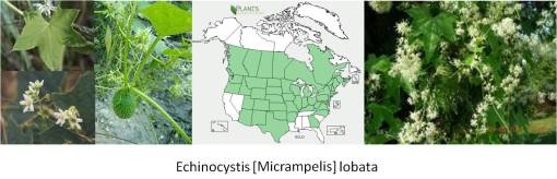 OT_Echinocystis=Micrampelis_lobata