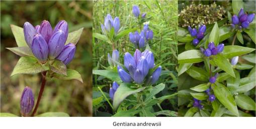 OT_Gentiana_andrewsii