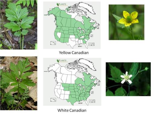 OT_Geum_YellowWhitespp