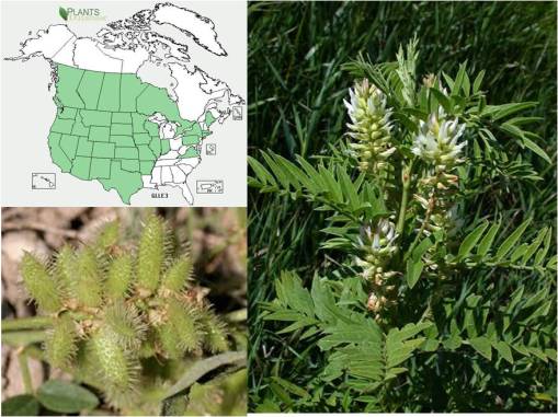 OT_Glycyrrhizalepidota