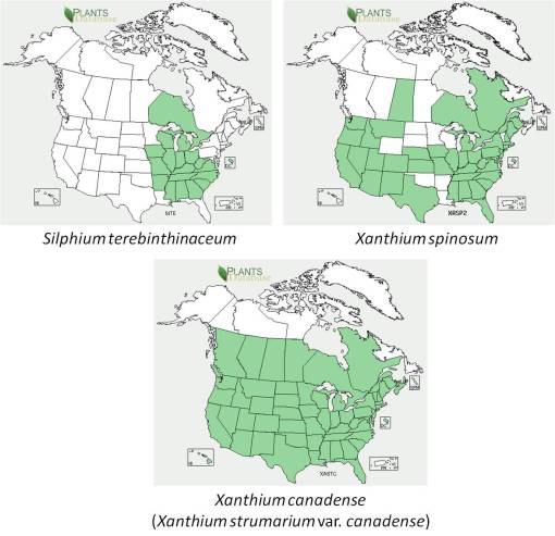 OT_LesserBurdock_Xanthium-Silphium-3spp