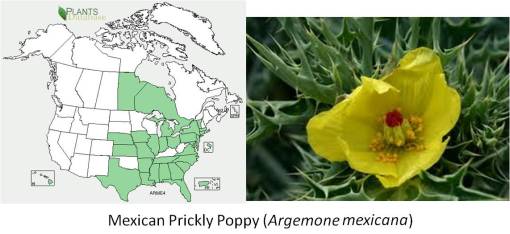OT_MexicanPricklyPoppy