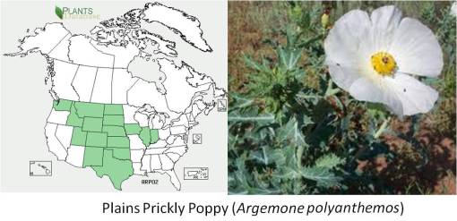 OT_PlainsPricklyPoppy