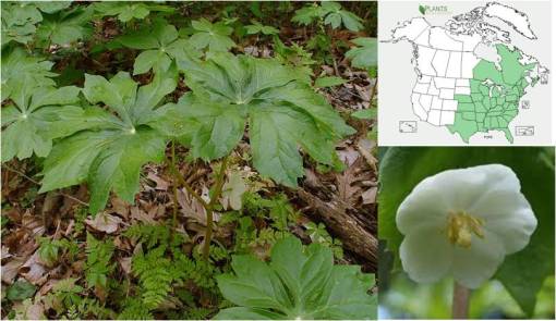 OT_Podophyllumpeltatum
