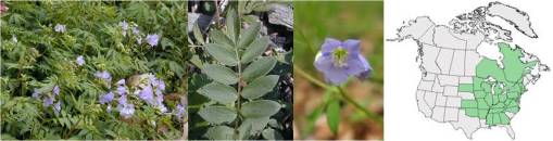 OT_Polemoniumreptans