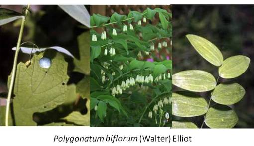 OT_Polygonatumbiflorum