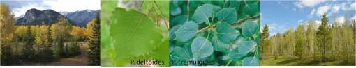 OT_Populus_2spp