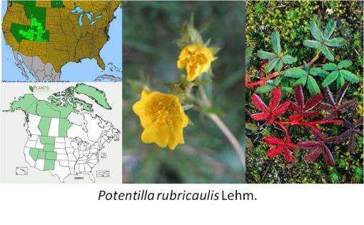 OT_Potentillarubricaulis