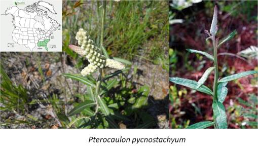 OT_Pycnostachyum