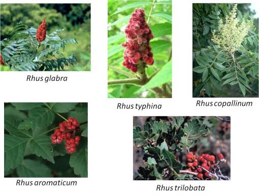 OT_Rhus_5spp