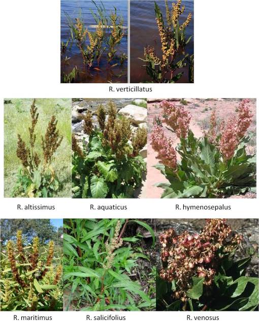 OT_Rumex-7spp