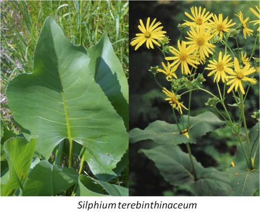 OT_Silphiumterebinth