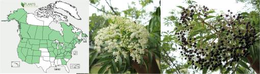 OT_SweetElder_Sambucus