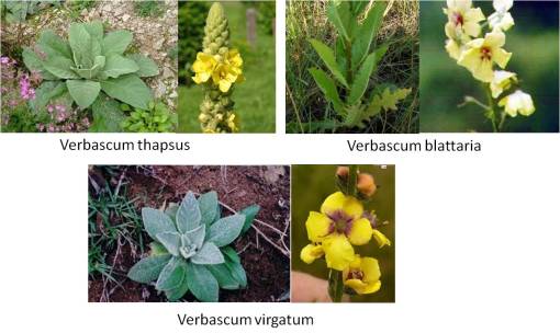 OT_Verbascum_3spp