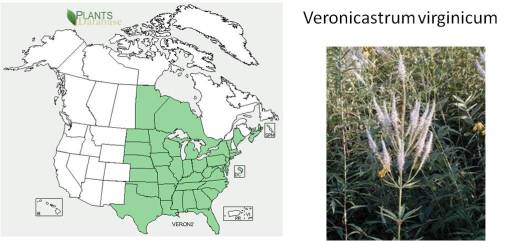 OT_VeronicastrumCulversRoot