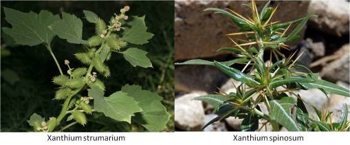 OT_Xanthium_2spp