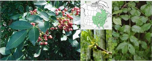 OT_Xanthoxylum_americanum