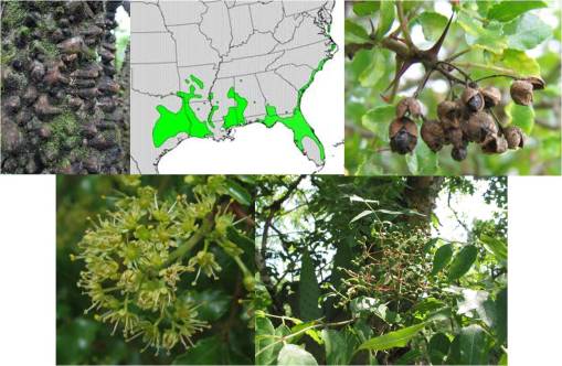 OT_Xanthoxylum_clava-herculis