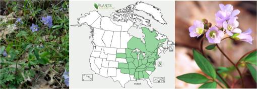 Polemoniumreptans_USDAmap_2imgs