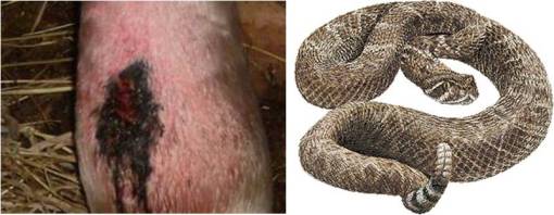 rattlesnake_animalleg