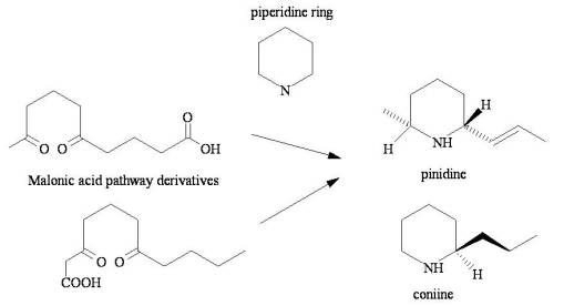 SimpleAlkaloids-Alkylamines