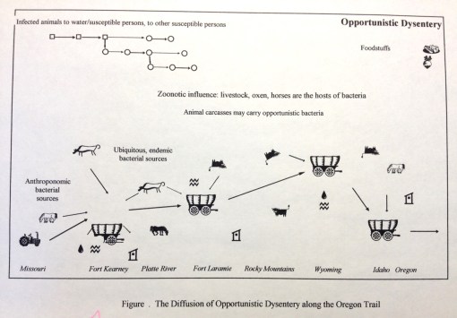 Thesis_6_OT_Med_OpportunisticDysenteryFlowchart
