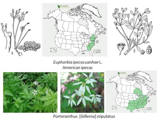 AmericanIpecacs_2spp