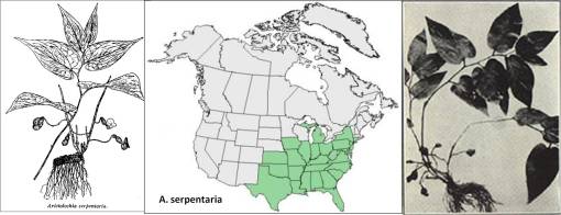 Aristolochiaserpentaria