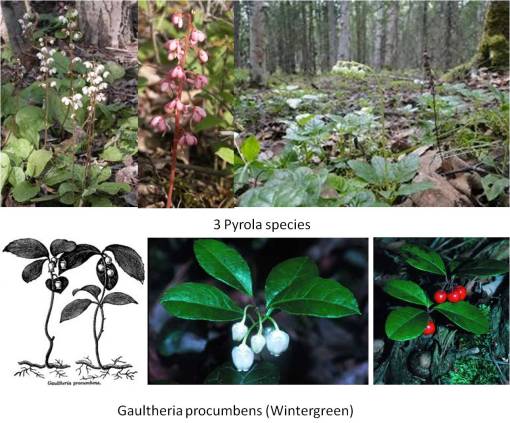 Pyrola-Gaultheria