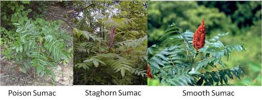 Rhus_3sumacs