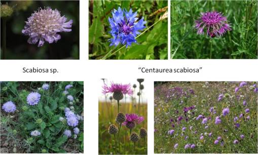 Scabiosa