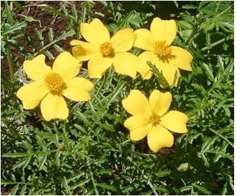 tagetes