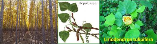 Thoms_PopulusLiriodendron