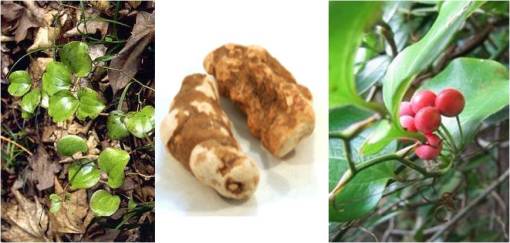 Xopher_Smilaxlfrtft_China