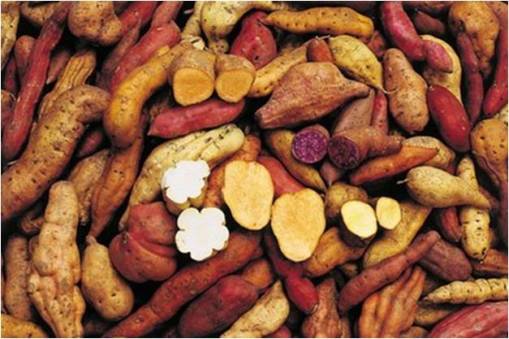 Xopher_SolanumTuberosum_varcolors