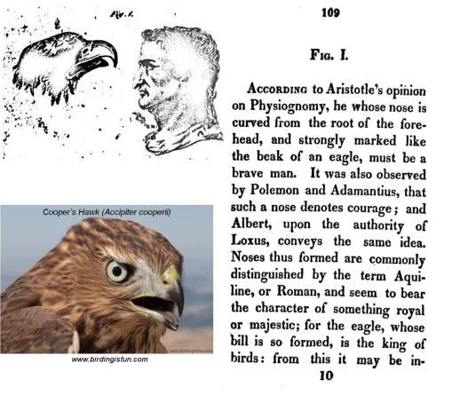 Physiognomy_AristotlesHawk-CooperHawk