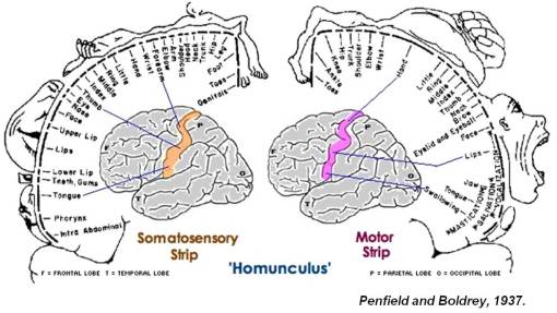 Psych_Homonculus