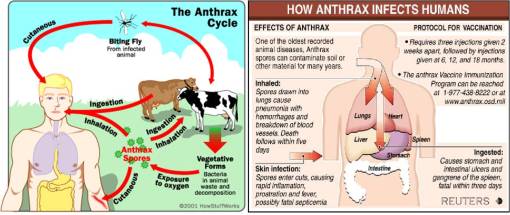 anthrax2