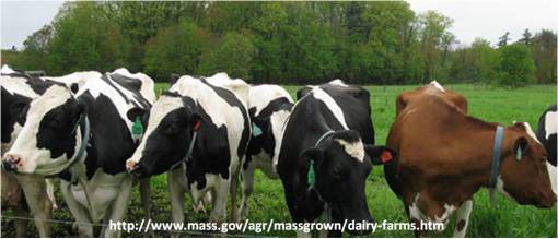 Massachusettsdairyfarms