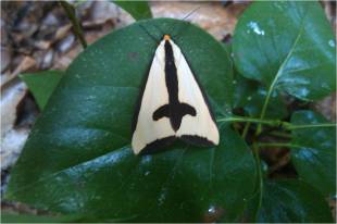 MannassehSite_Mothinanearbygarden