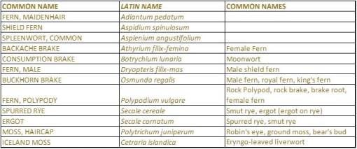 ShakerVillageHerbs_Native_Herbs_1-FernFungusMoss