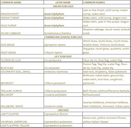 ShakerVillageHerbs_Native_Herbs_3-Monocots